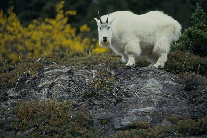Icefields Parkway One-Way: Banff to Jasper Tour with Columbia Icefield Glacier Adventure photo 5