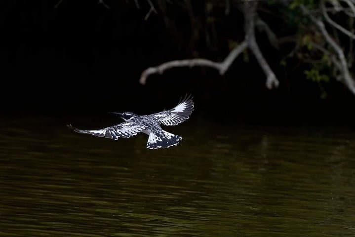 2-Day Bwindi Gorilla Trekking Safari: Bwindi Impenetrable National Park Guide photo 2