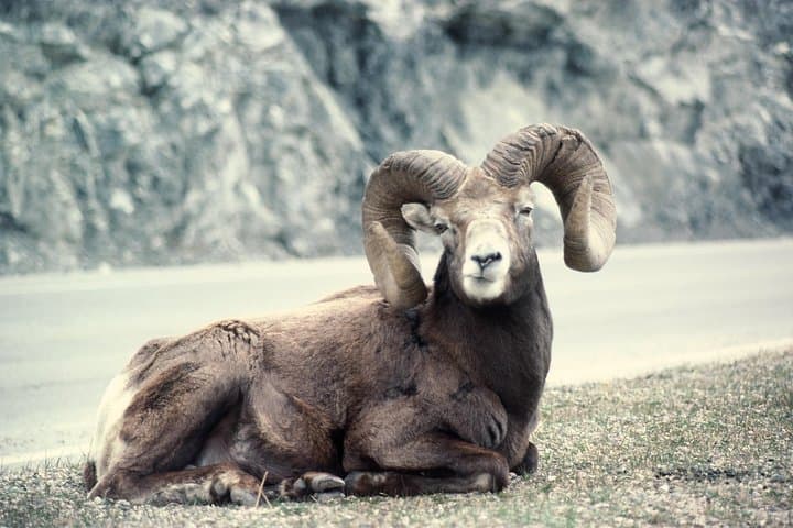 Ultimate Jasper Nature Walk: Guided 3‑Hour Interpretive Hike in Jasper National Park photo 3