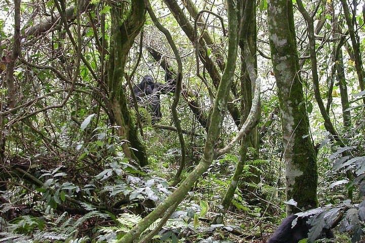2-Day Bwindi Gorilla Trekking Safari: Bwindi Impenetrable National Park Guide photo 5