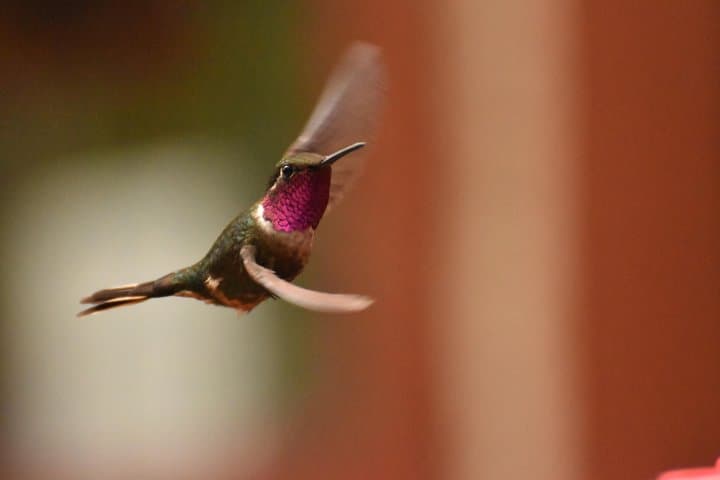 Monteverde Cloud Forest Birding Tour — Quetzals, Hummingbirds & Free Binoculars photo 6