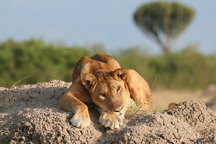 Uganda's Great Animals Safari: Gorilla Trekking, Falls & Primate Encounters photo 2