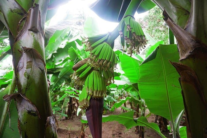 Like Locals: Banana Plantation and Cuscuz Workshop near Praia photo 4