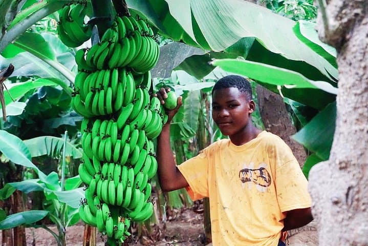 Like Locals: Banana Plantation and Cuscuz Workshop near Praia