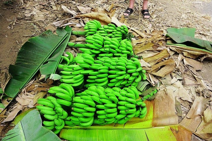 Like Locals: Banana Plantation and Cuscuz Workshop near Praia photo 5