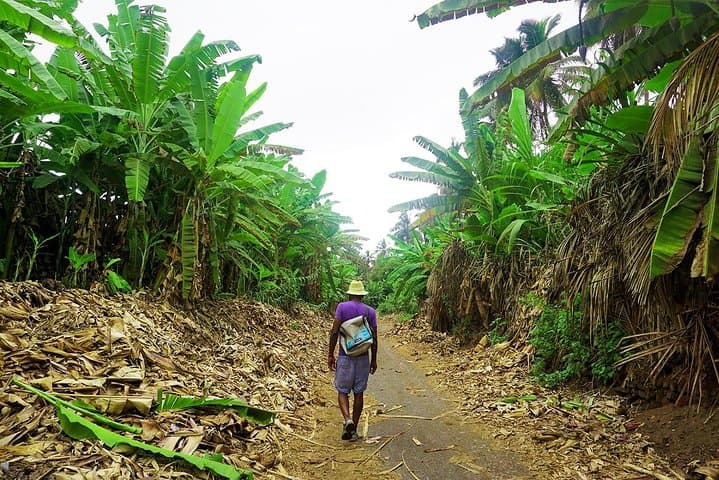 Like Locals: Banana Plantation and Cuscuz Workshop near Praia photo 2