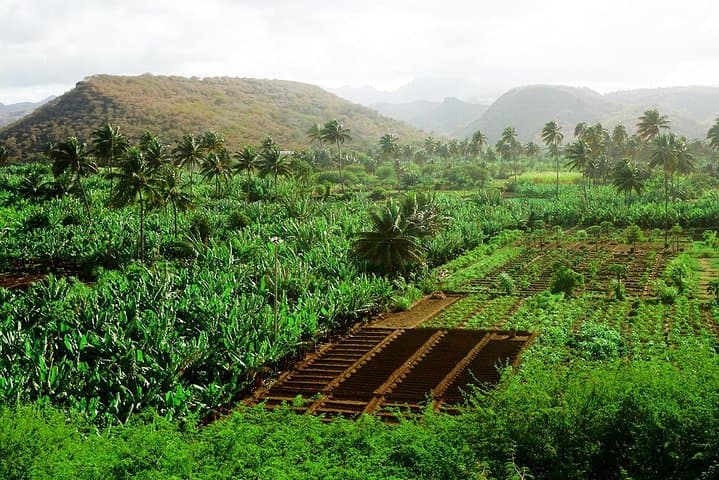 Like Locals: Banana Plantation and Cuscuz Workshop near Praia photo 3