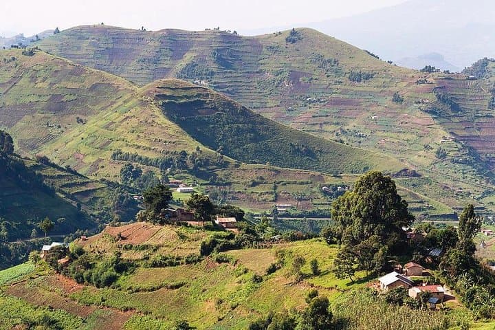 Uganda's Great Animals Safari: Gorilla Trekking, Falls & Primate Encounters