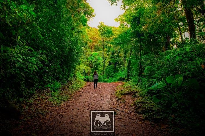 Curicancha Cloud Forest Walk in Monteverde — Guided Nature Walk with Free Binoculars photo 3