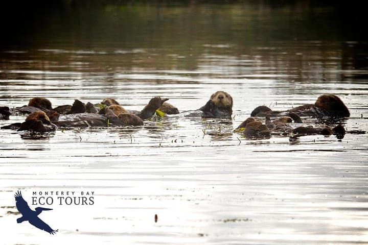 Elkhorn Slough Electric Wildlife Cruise: Otters, Birds & Tidal Wetlands photo 2