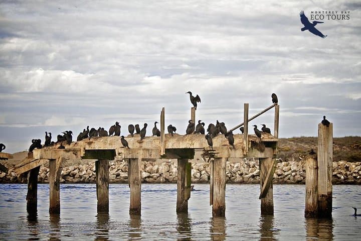 Elkhorn Slough Electric Wildlife Cruise: Otters, Birds & Tidal Wetlands photo 5