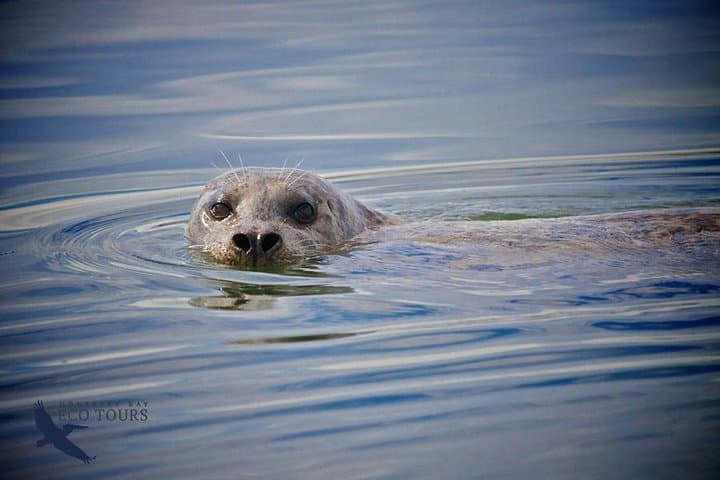 Elkhorn Slough Electric Wildlife Cruise: Otters, Birds & Tidal Wetlands photo 3