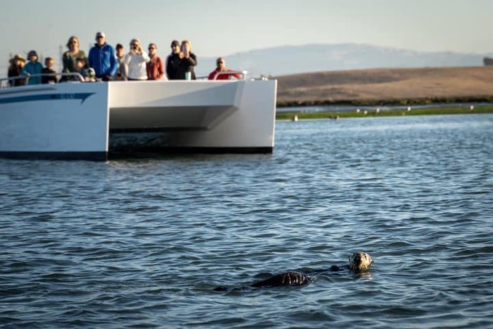 Elkhorn Slough Electric Wildlife Cruise: Otters, Birds & Tidal Wetlands photo 6