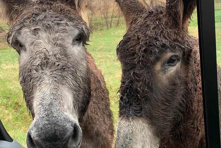 Jeep Safari and Hike in Custer State Park — Private Day Tour from Rapid City
