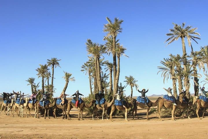 Sunset Camel Ride in Marrakech Palmeraie with Berber Home Visit
