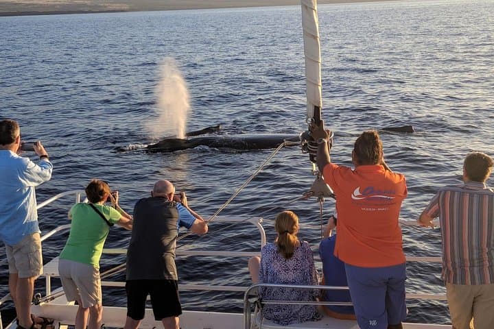 Sunset Whale Watching Cruise from Anaeho'omalu Bay: Experience Hawaii’s Humpbacks Up Close