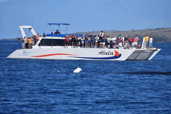 Sunset Whale Watching Cruise from Anaeho'omalu Bay: Experience Hawaii’s Humpbacks Up Close photo 3