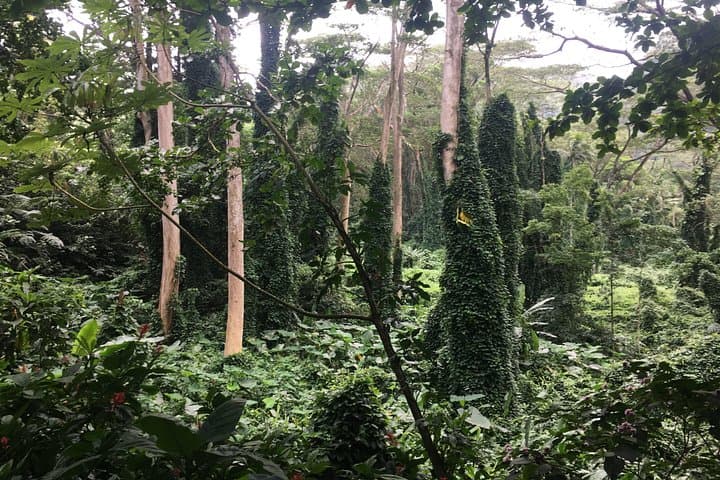 Manoa Falls Electric Bike + Hike: Half-Day Manoa Valley Adventure photo 6