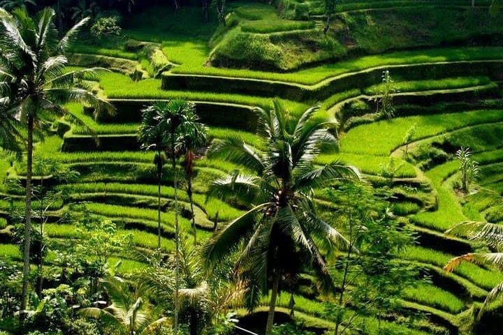 Ayung River Rafting & Ubud Full-Day Adventure: Rafting, Monkey Forest, Rice Terraces photo 5