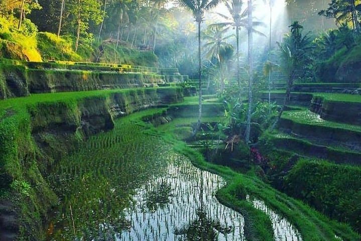 Ayung River Rafting & Ubud Full-Day Adventure: Rafting, Monkey Forest, Rice Terraces photo 6
