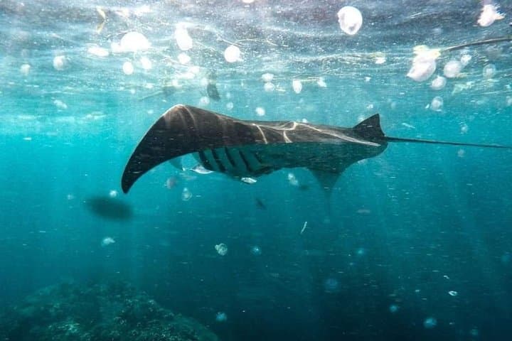Full-Day Nusa Penida Tour: Kelingking, Diamond & Hidden Beaches photo 5