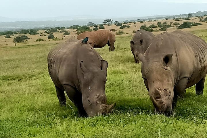 Ultimate Kenyan Wildlife Safari and Conservation Experience