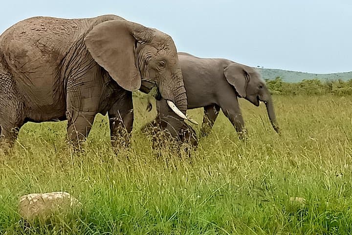 Ultimate Kenyan Wildlife Safari and Conservation Experience photo 5