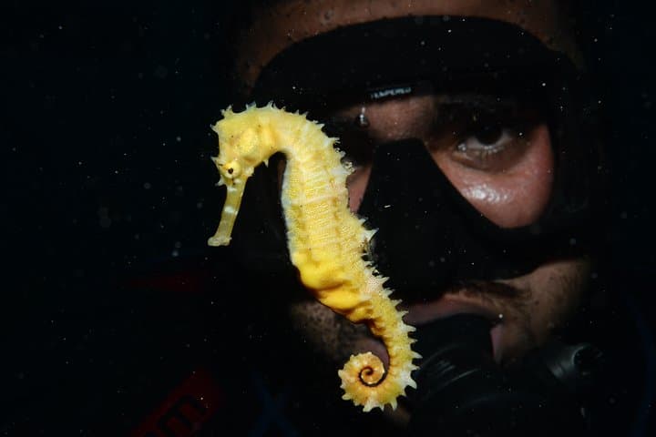 Aqaba Shore Night Dive: Certified One-Dive South Beach Experience
