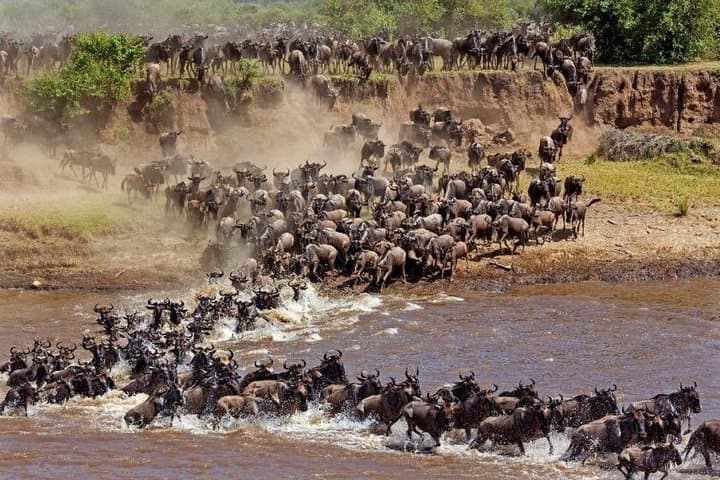 11-Day Private Tanzania Great Migration Safari from Entebbe