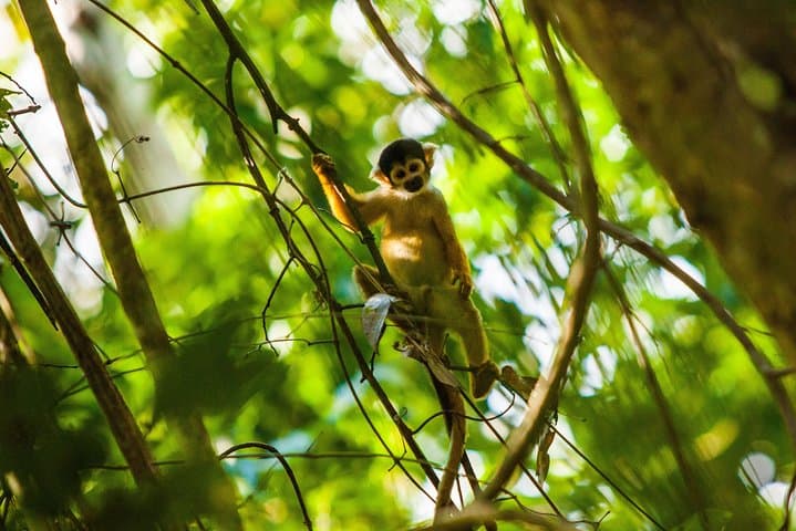 Amazon Rainforest Private 7-Day Eco Tour from Manaus photo 2