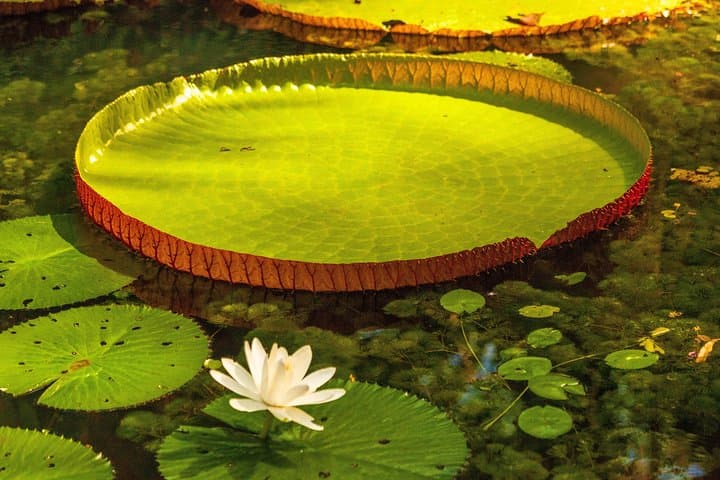 Amazon Rainforest Private 7-Day Eco Tour from Manaus photo 4
