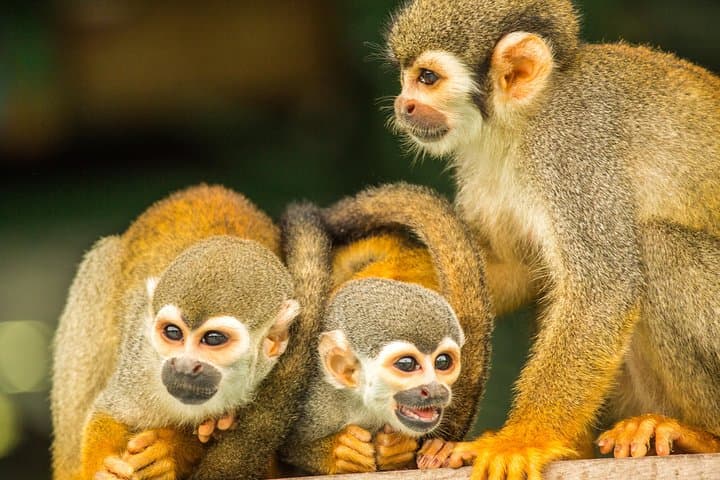 Amazon Rainforest Private 7-Day Eco Tour from Manaus photo 5