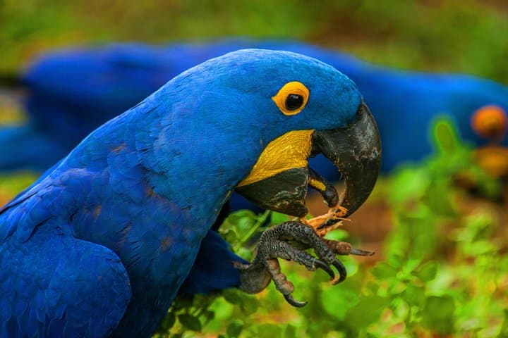 Pantanal and Bonito: 8-Day Private Wildlife, Canoe & Snorkeling Adventure photo 5