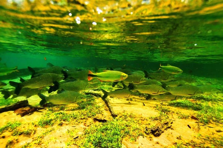Pantanal and Bonito: 8-Day Private Wildlife, Canoe & Snorkeling Adventure photo 2