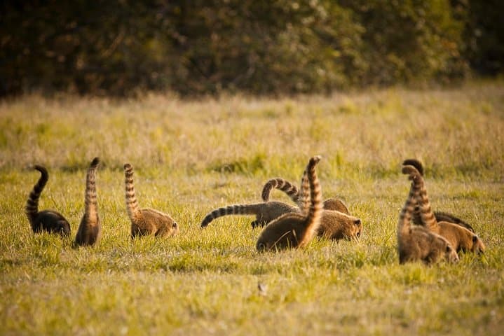 Pantanal and Bonito: 8-Day Private Wildlife, Canoe & Snorkeling Adventure photo 4