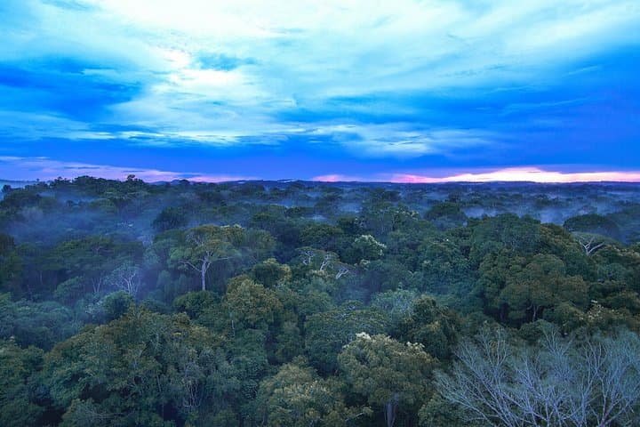 Pantanal & Amazon Holiday: 8-Day Private Wildlife Tour from Cuiabá photo 5