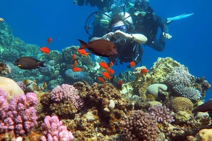 Sharm el Sheikh Beach Introduction Dive — Beginner Scuba Near Naama Bay