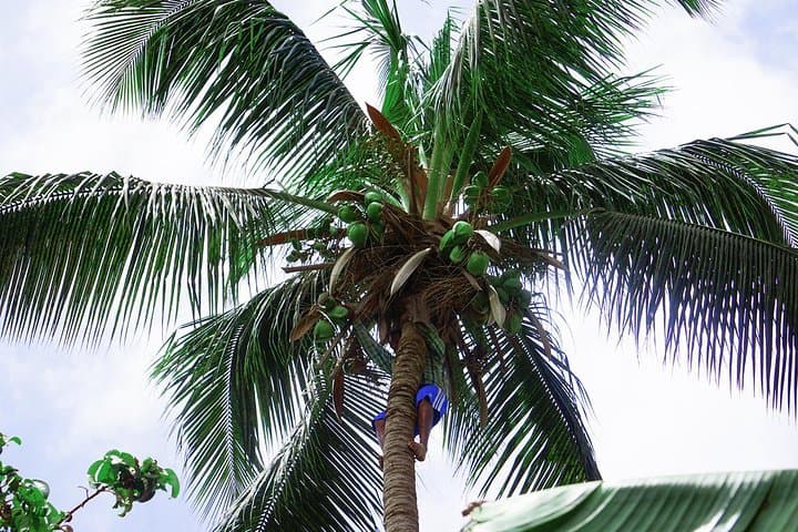 Santiago Island Banana Plantation, Natural Park & Local Cooking Workshop photo 4