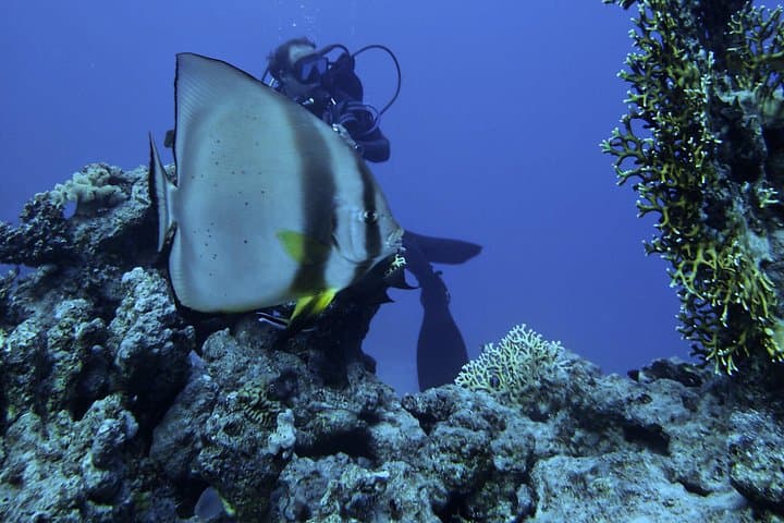 Two Dives at Tiran Island: Full-Day Red Sea Boat Dive from Sharm el-Sheikh photo 3