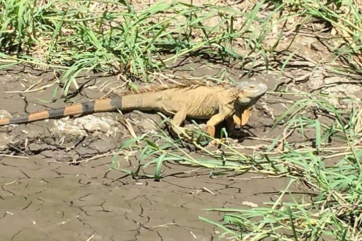 Tamarindo Mangrove Boat Safari: 2-Hour Wildlife Estuary Tour photo 2
