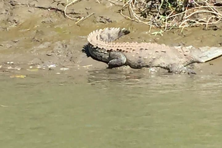 Tamarindo Mangrove Boat Safari: 2-Hour Wildlife Estuary Tour photo 3