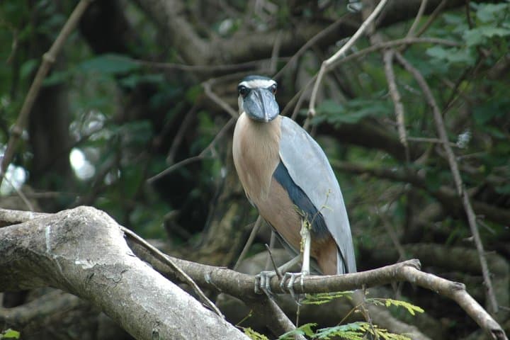 Tamarindo Mangrove Boat Safari: 2-Hour Wildlife Estuary Tour photo 5