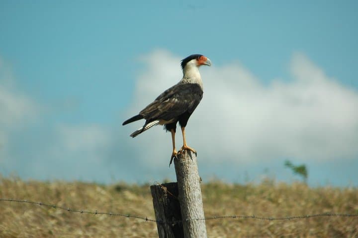 Tamarindo Mangrove Boat Safari: 2-Hour Wildlife Estuary Tour photo 6