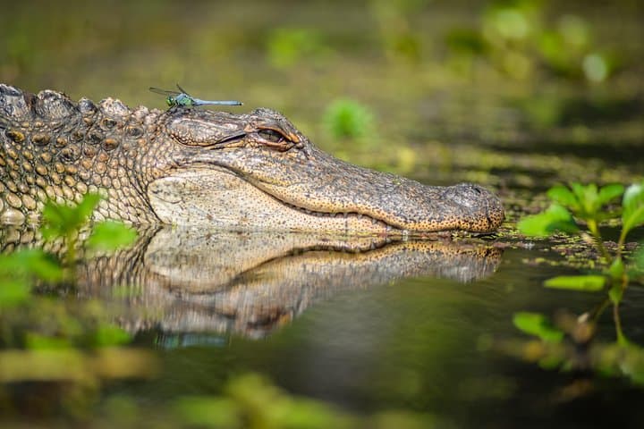 Explore the Manchac Swamp: Small-Group Kayak Adventure with Local Insight photo 4