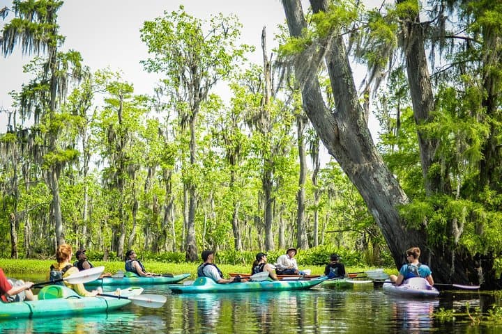 Explore the Manchac Swamp: Small-Group Kayak Adventure with Local Insight photo 5