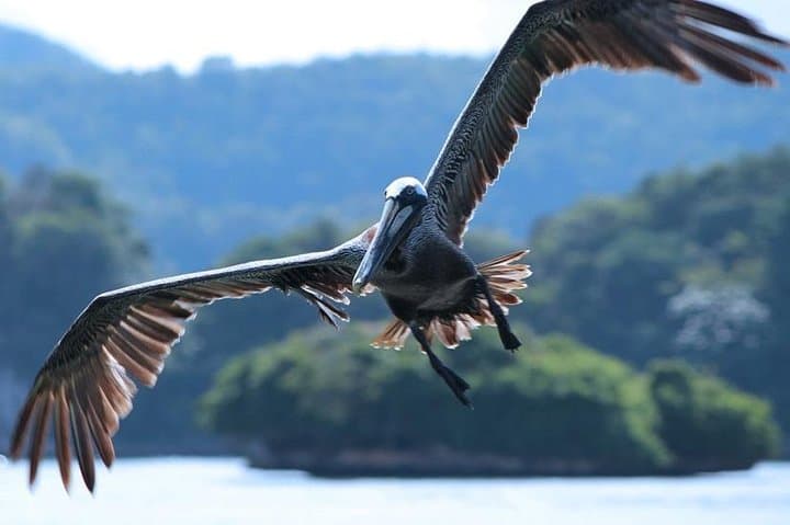 Los Haitises National Park Private Boat Trip: Caves, Mangroves & San Lorenzo Bay