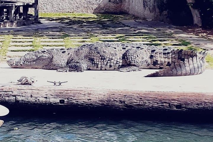 YS Falls, Appleton Estate & Black River Safari — South Coast Jamaica Private Day Tour photo 5