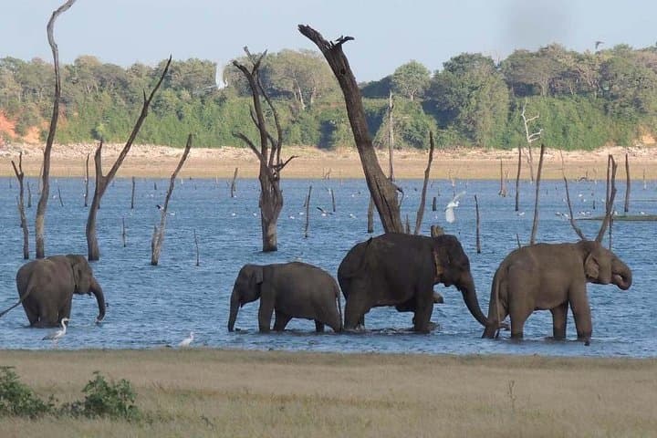 Kaudulla National Park Safari from Sigiriya: Elephant Encounters & Birding in Sri Lanka photo 1