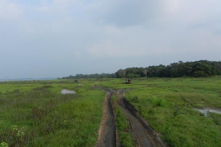 Kaudulla National Park Safari from Sigiriya: Elephant Encounters & Birding in Sri Lanka photo 3