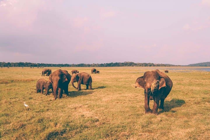 Kaudulla National Park Safari from Sigiriya: Elephant Encounters & Birding in Sri Lanka photo 4
